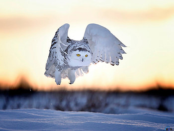 Snowy Owl in Flight, winter, animal, wings, birds, snow, flight, owl HD wallpaper