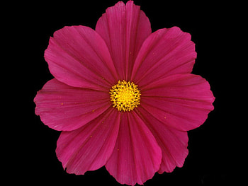 Pink flower, pink, flowers HD wallpaper