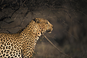 Leopard, leopard, animals HD wallpaper