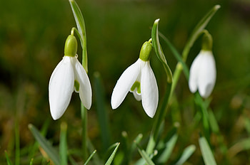 Flowers, Snowdrops, Spring HD wallpaper