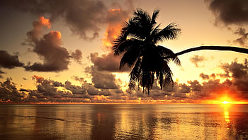 hawaii sunset, shore, sea, palm, clouds, beach HD wallpaper