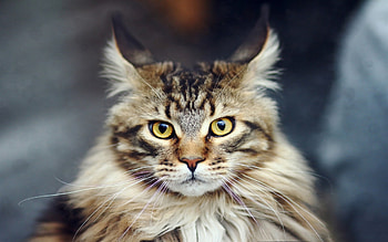Maine Coon close-up, Mesmerizing yellow eyes, Fluffy and adorable, Stunning high-quality HD wallpaper