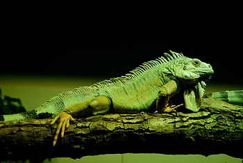 Animals, Lizard, Reptile, Scale, Scales, Amphibian HD wallpaper