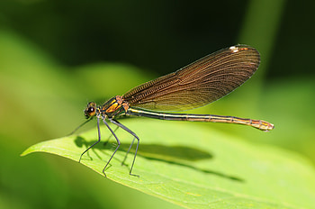 Grass, Macro, Sheet, Leaf, Dragonfly, Naek, Nasek HD wallpaper