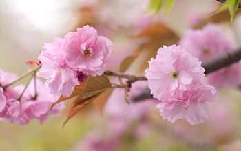 Flowers, Macro, Bloom, Flowering, Branch HD wallpaper
