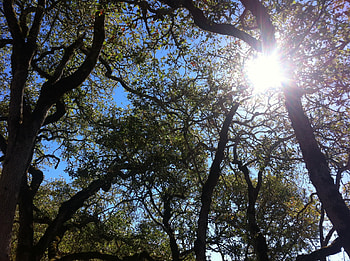 Oak Tree, Oak tree , , Peakpx HD wallpaper