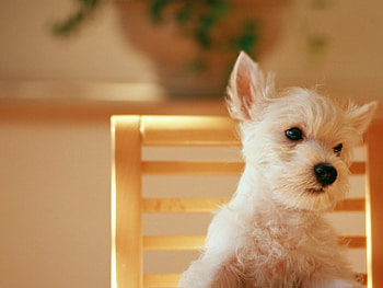 Dog, sweet, animal, dogs, cute, beautiful, puppys, puppy, pretty, animals, lovely HD wallpaper