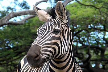 Zebra, animal, tree, equine HD wallpaper