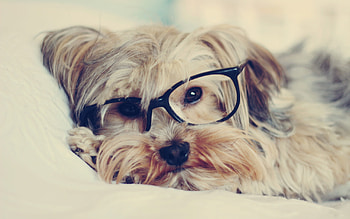 Dogs, Animals HD wallpaper