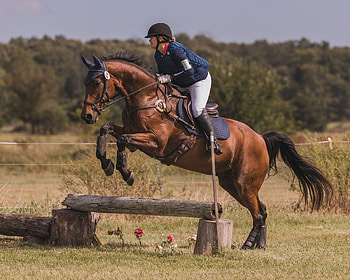 Eventing horse, Equestrian sports, Horse riders, Bay horse HD wallpaper