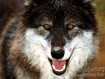 wolf, awesome, very HD wallpaper