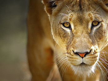 Nice looking, tiger, wildcat, animals, eyes, puma, beautiful, bigcat, nice HD wallpaper
