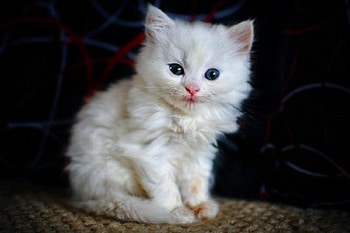 Cat, kitten, blue, kitty, cats, cute, beauty, animals, cat eyes, adorable, sweet, blue eyes, eyes, beautiful, cat face, pretty, love, face, lovely HD wallpaper