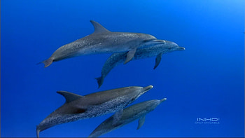 Animals, Dolfins, Sea, Fishes HD wallpaper