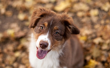 Animals, Autumn, Leaves, Dog, Spotted, Spotty, Sight, Opinion HD wallpaper