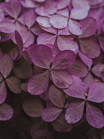 Flowers, Pink, Petals, Hydrangea, Dried Flowers, Dryflower HD phone wallpaper