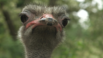 Expressive eyes, Ostrich in motion, Intriguing footage, Visual storytelling HD wallpaper