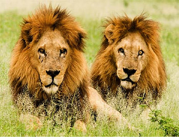 Lions, 2 lion, cute lion, lion HD wallpaper