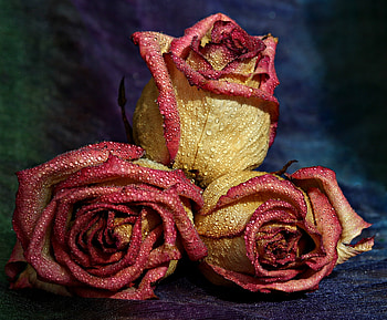 Flowers, Roses, Drops, Petals, Spotted, Spotty HD wallpaper