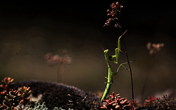 Grass, Macro, Greens, Mantis, Dry HD wallpaper