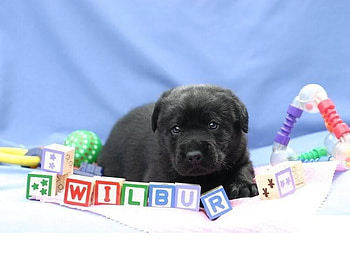 Wilbur Black Lab, wilbur, puppy, black, lab HD wallpaper