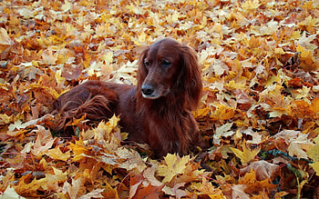 Animals, Autumn, To Lie Down, Lie, Beautiful, Foliage, Setter, Irish HD wallpaper