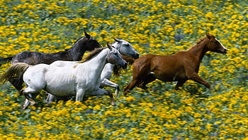 Animals, Grass, Horses, Run Away, Run HD wallpaper