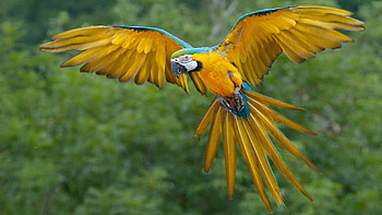 Macaw Parrot, birds, sky, parrot, colorful HD wallpaper