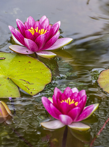 Flowers, Water, Lotus, Flower, Petals, Basin HD phone wallpaper
