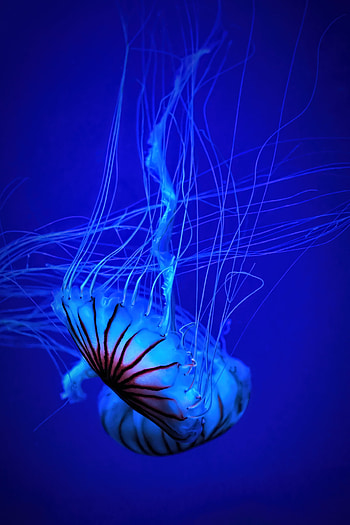 Animals, Water, Jellyfish, Beautiful, Tentacle HD phone wallpaper