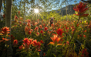 Summer in the Idaho mountains, sky, sunrise, wildflowers, blossoms, clouds, usa HD wallpaper