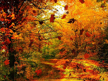 Fall Leaves, autumn, nature, forest HD wallpaper