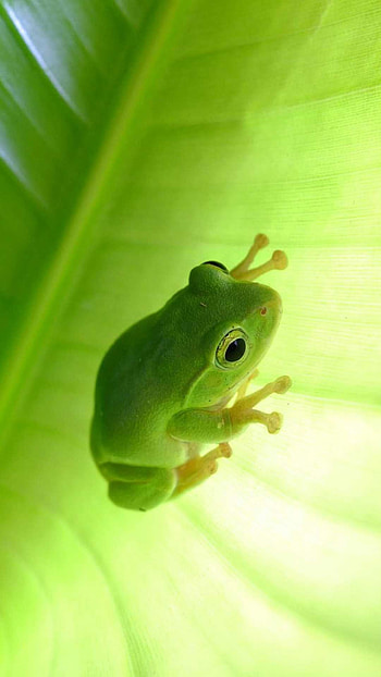 Cute frog , Adorable amphibian, Whimsical charm, Smile-inducing HD phone wallpaper