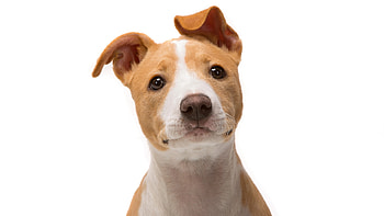 Jack Russell Terrier, animals, pug, dog, jack-russell-terrier HD wallpaper