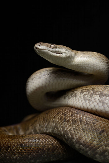 Boa Constrictor, 90 snacks ideas, Reptiles and amphibians, Beautiful snakes HD phone wallpaper