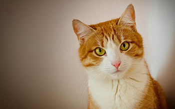 Animals, Cat, Muzzle, Beautiful, Wool HD wallpaper