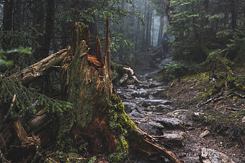Nature, Wood, Tree, Moss, Broken HD wallpaper