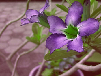 Purple flower, purple, flowers HD wallpaper