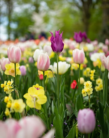 Vibrant tulips in full bloom at a garden in the Netherlands during spring. HD phone wallpaper