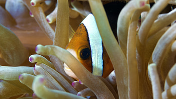 Stunning clownfish , , Marine beauty, Underwater wonder HD wallpaper