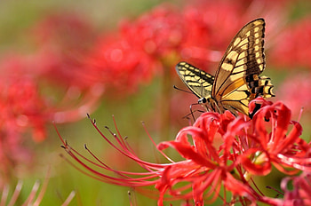 *** Butterfly on red flowers ***, zwierzeta, owady, motyle, kwiaty HD wallpaper