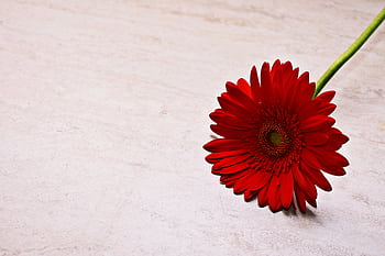 Vibrant red gerbera daisy resting on a stone surface. Ideal as a floral background or . HD wallpaper
