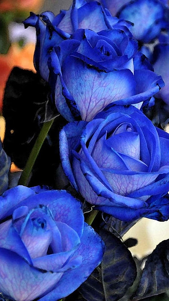 Blue Rose, Blue, Flowers, Garden, plants HD phone wallpaper