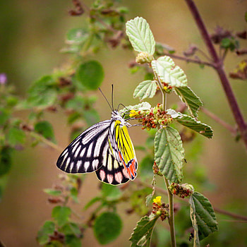 Macro, Multicolored, Motley, Insect, Butterfly HD wallpaper