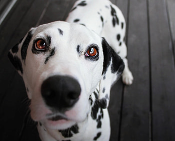 Hi!, dog, animal, white, black, eyes, cute, dalmatian, face, martyna ozog, caine HD wallpaper