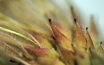 Macro, Sheet, Leaf, Edge, Villi, Edges HD wallpaper
