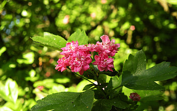 Hawthorn Tree Nature, Raqu HD wallpaper