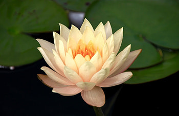 Flowers, Water, Leaves, Close-Up, Water Lily, Snow White HD wallpaper