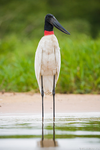Jabiru Bird, Will Burrard Lucas, Beautiful Feathers, Striking HD phone wallpaper