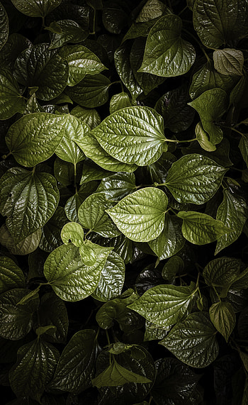 Nature, Leaves, View From Above, Plant HD phone wallpaper
